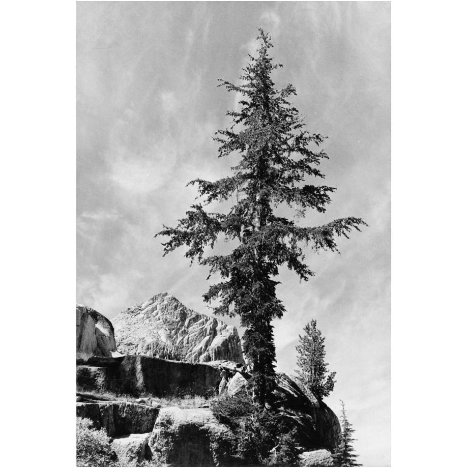 Tree and unnamed peak, Kings River Canyon,  proposed as a national park, California, 1936-Paper Art-17&quotx24"