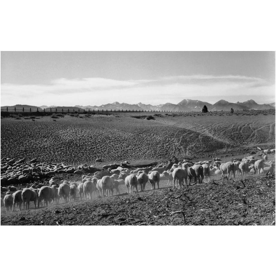 Flock in Owens Valley, California, 1941-Paper Art-24&quotx16"