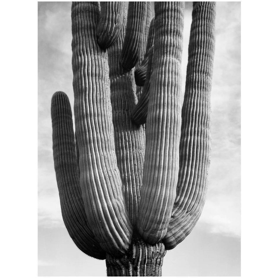 Detail of cactus Saguaros, Saguro National Monument, Arizona, ca. 1941-1942-Paper Art-14&quotx18"