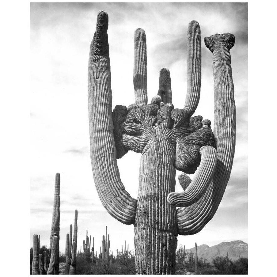 View of cactus and surrounding area Saguaros, Saguaro National Monument, Arizona, ca. 1941-1942-Paper Art-15&quotx18"