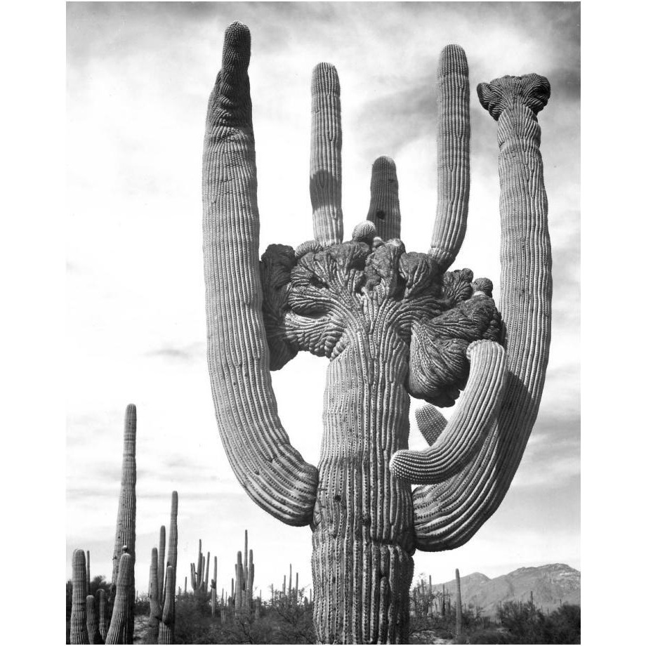 View of cactus and surrounding area Saguaros, Saguaro National Monument, Arizona, ca. 1941-1942-Paper Art-20&quotx24"