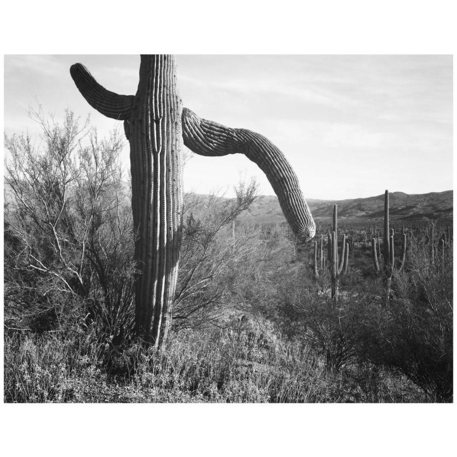 Cactus at left and surroundings, Saguaro National Monument, Arizona, ca. 1941-1942-Paper Art-18&quotx14"