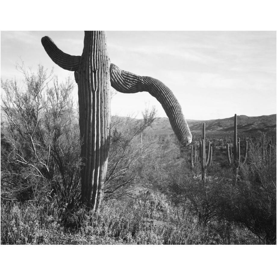 Cactus at left and surroundings, Saguaro National Monument, Arizona, ca. 1941-1942-Paper Art-24&quotx19"