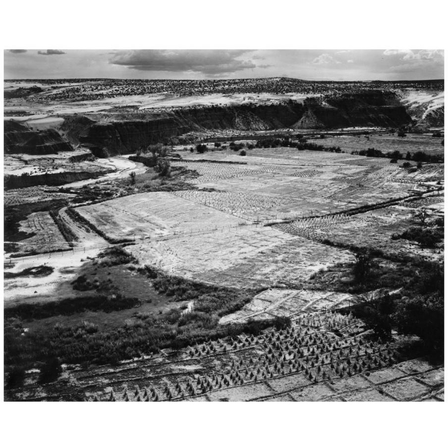 Corn Field, Indian Farm near Tuba City, Arizona, in Rain, 1941-Paper Art-18&quotx15"