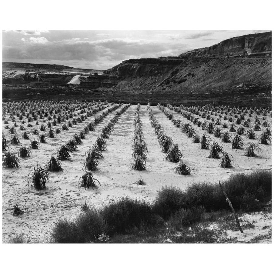 Looking across rows of corn, cliff in background, Corn Field, Indian Farm near Tuba City, Arizona, in Rain, 1941-Paper Art-18&quotx15"