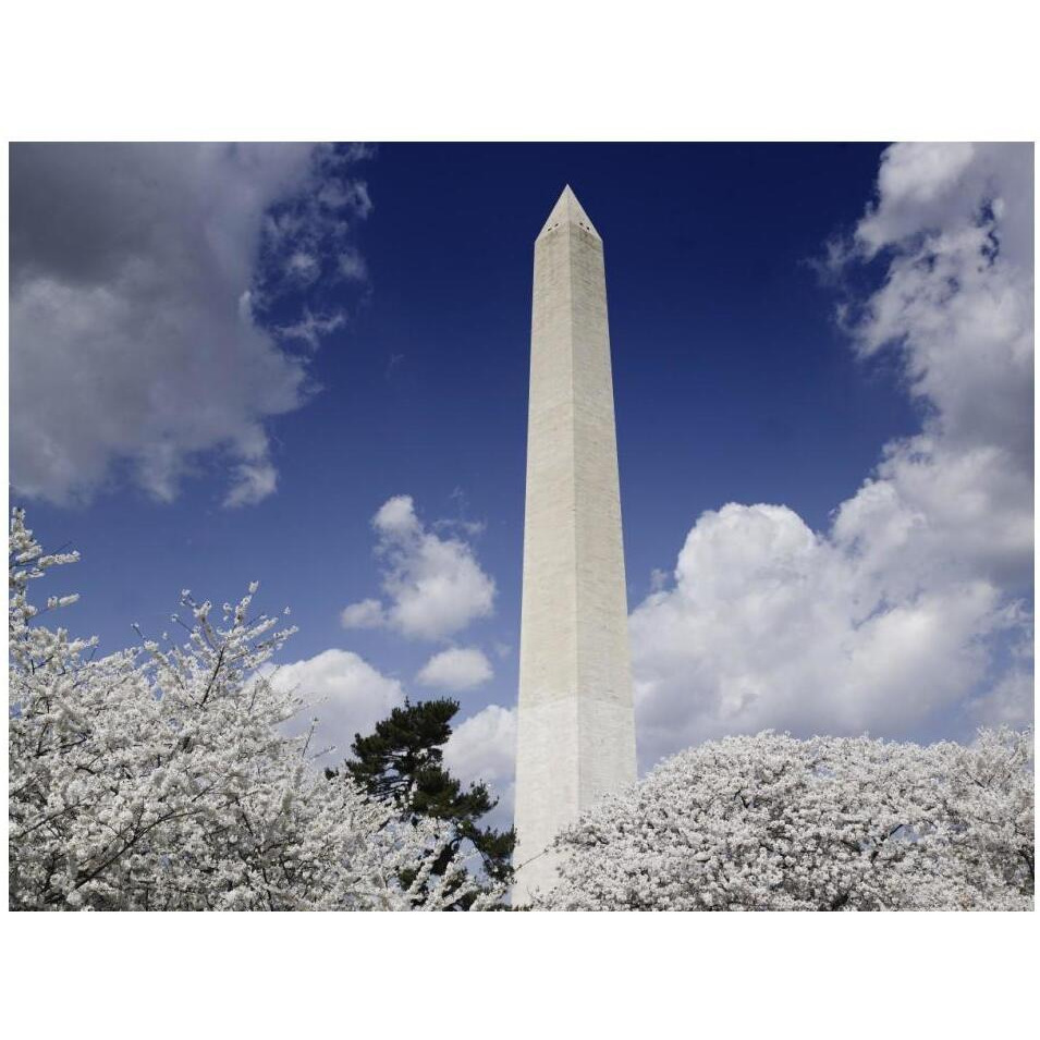 Washington Monument and cherry trees, Washington, D.C.-Paper Art-18&quotx14"