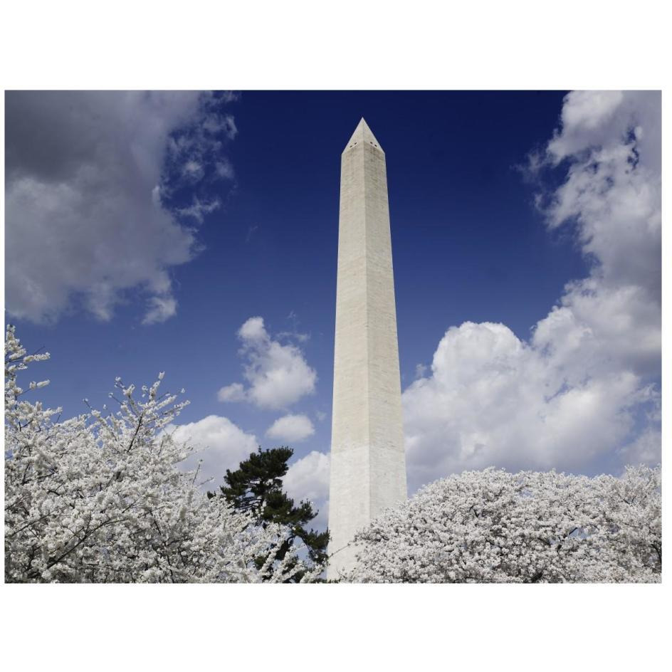Washington Monument and cherry trees, Washington, D.C.-Paper Art-26&quotx20"