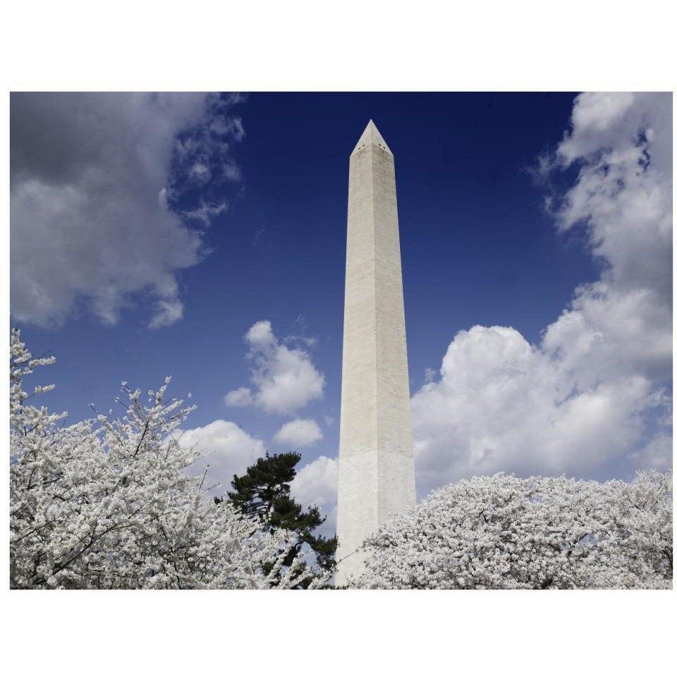 Washington Monument and cherry trees, Washington, D.C.-Paper Art-34&quotx26"