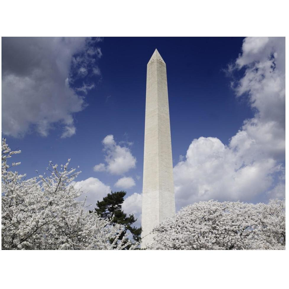 Washington Monument and cherry trees, Washington, D.C.-Paper Art-50&quotx38"