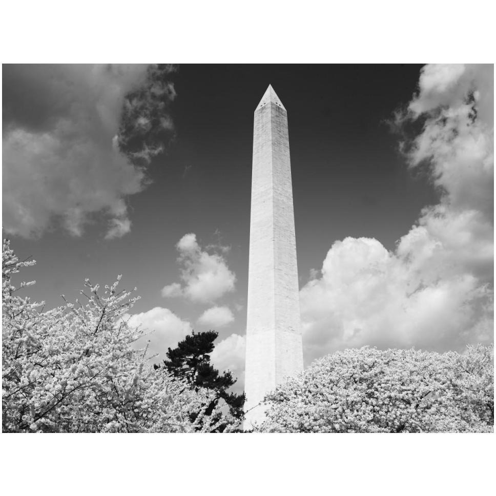 Washington Monument and cherry trees, Washington, D.C. - Black and White Variant-Paper Art-50&quotx38"