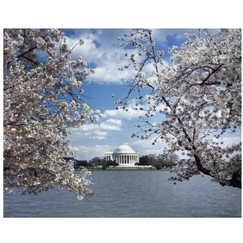 Jefferson Memorial with cherry blossoms, Washington, D.C. - Vintage Style Photo Tint Variant-Paper Art-22&quotx18"