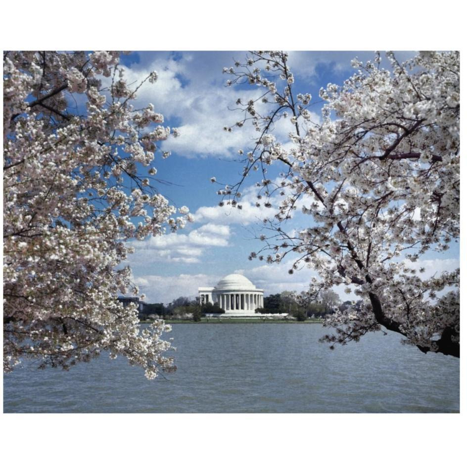 Jefferson Memorial with cherry blossoms, Washington, D.C. - Vintage Style Photo Tint Variant-Paper Art-26&quotx22"