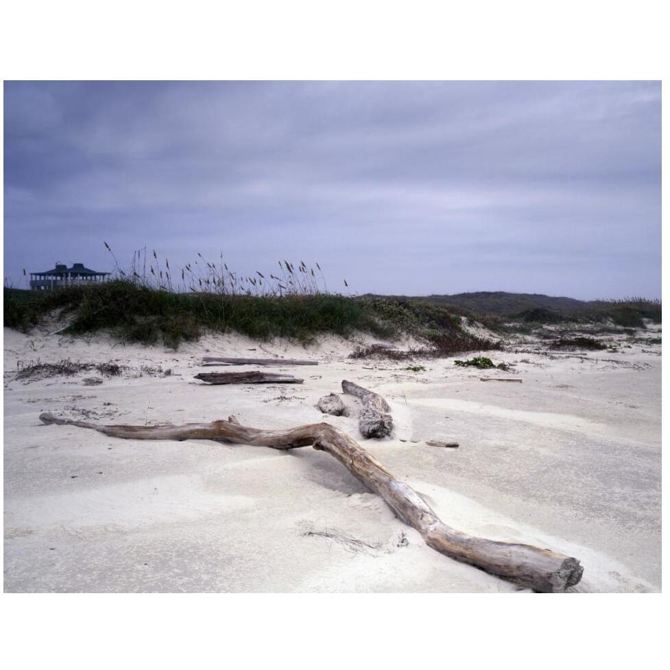 Driftwood on beach at Padre Island, TX-Paper Art-50&quotx38"