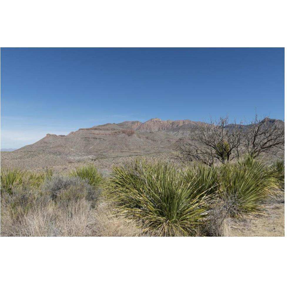 Scenery in Big Bend National Park, TX-Paper Art-62&quotx42"