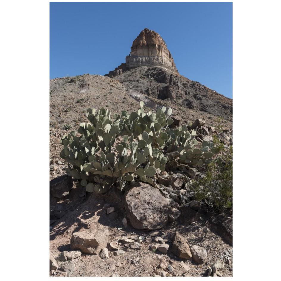 Prickly Pear Cactus and scenery in Big Bend National Park, TX-Paper Art-18&quotx26"