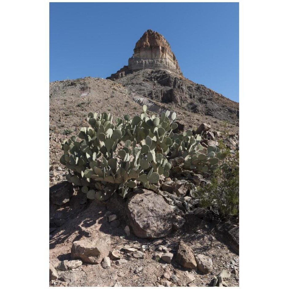 Prickly Pear Cactus and scenery in Big Bend National Park, TX-Paper Art-22&quotx32"