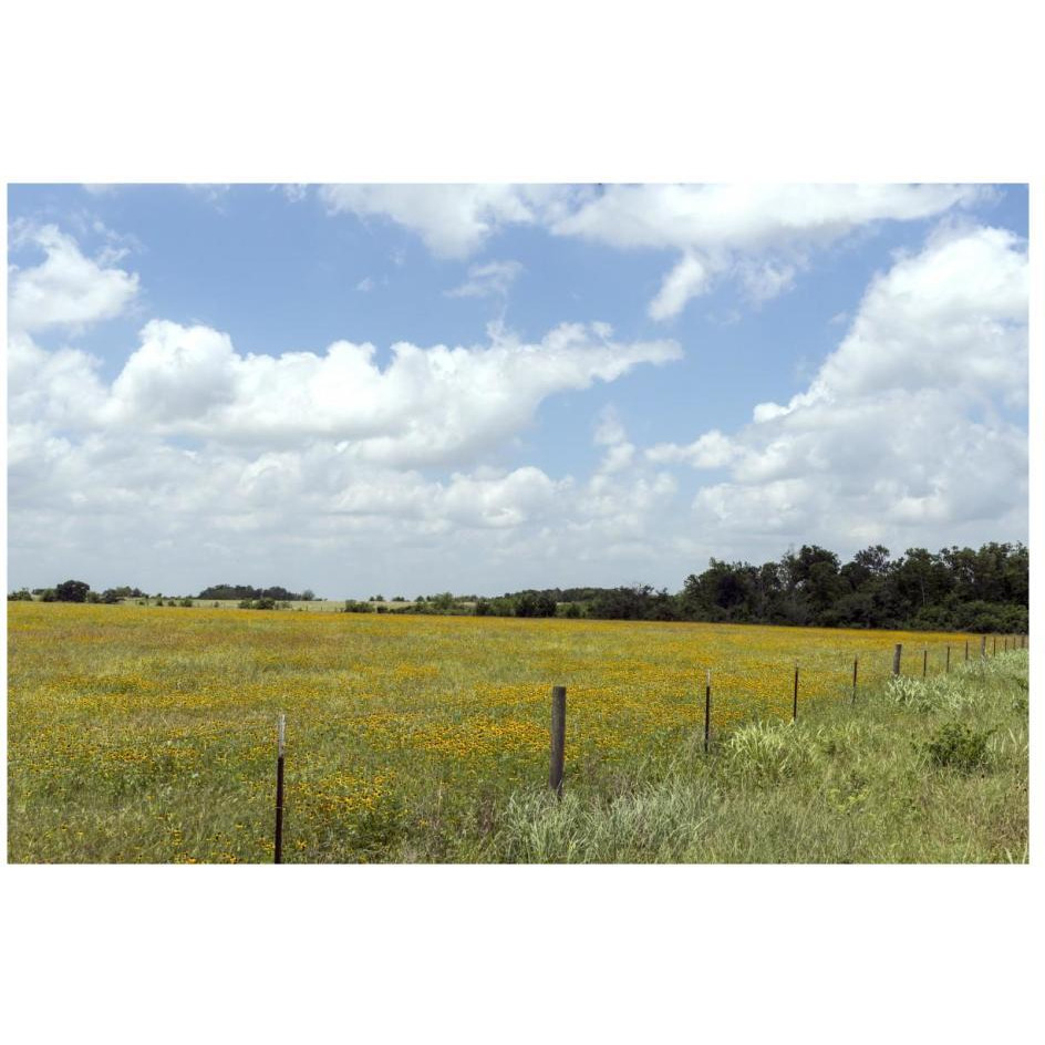 A field of wildflowers near Chappel Hill in Austin County, TX, 2014-Paper Art-26&quotx18"