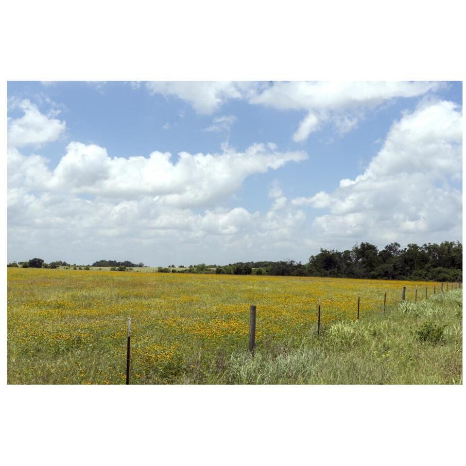 A field of wildflowers near Chappel Hill in Austin County, TX, 2014-Paper Art-32&quotx22"