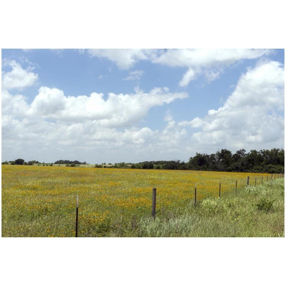 A field of wildflowers near Chappel Hill in Austin County, TX, 2014-Paper Art-50&quotx34"