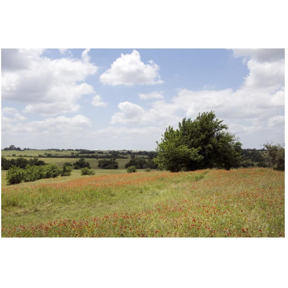 A field of wildflowers near Chappel Hill in Austin County, TX, 2014-Paper Art-50&quotx34"