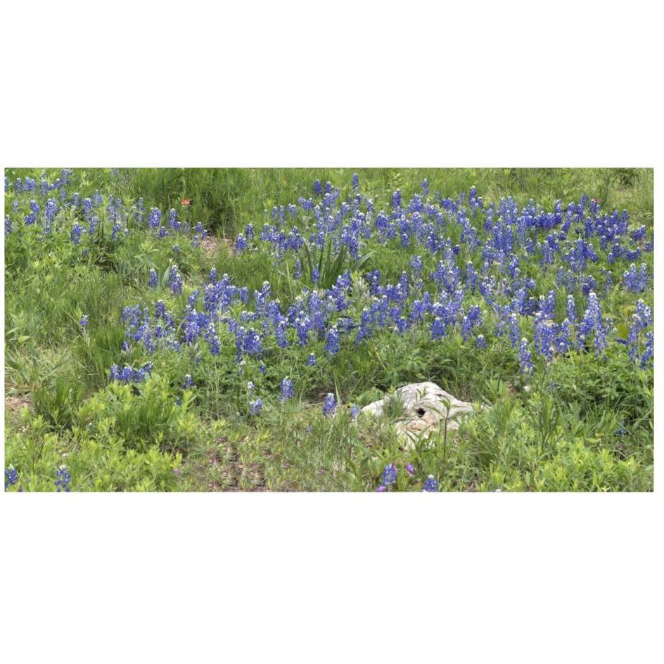 Bluebonnets at the Lady Bird Johnson Wildflower Center, near Austin, TX-Paper Art-26&quotx14"