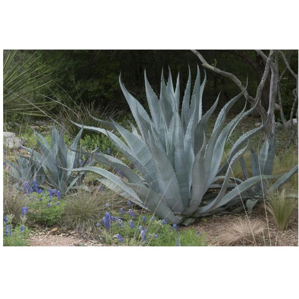 Agave and Bluebonnets at the Lady Bird Johnson Wildflower Center, near Austin, TX-Paper Art-20&quotx14"