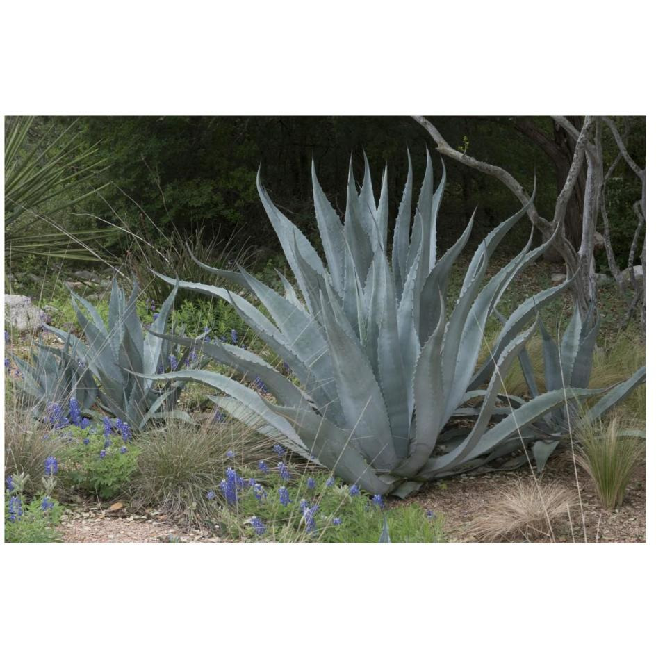 Agave and Bluebonnets at the Lady Bird Johnson Wildflower Center, near Austin, TX-Paper Art-26&quotx18"