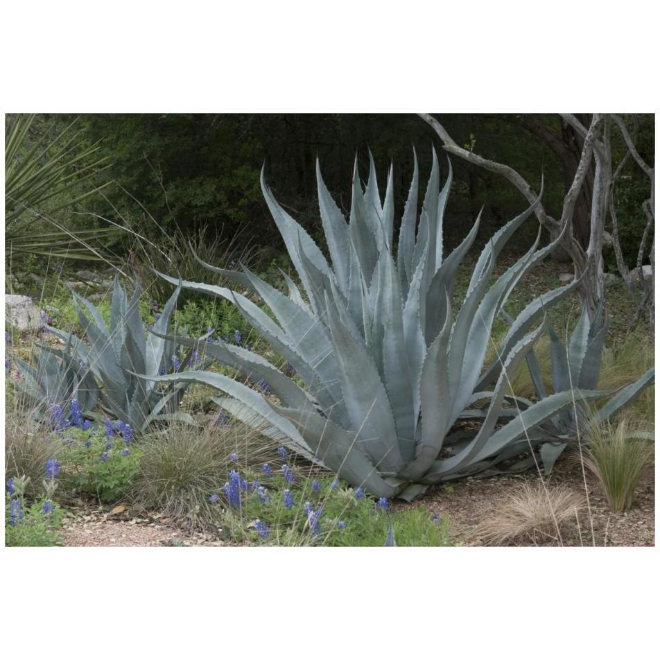 Agave and Bluebonnets at the Lady Bird Johnson Wildflower Center, near Austin, TX-Paper Art-32&quotx22"
