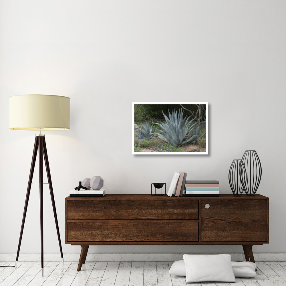 Agave and Bluebonnets at the Lady Bird Johnson Wildflower Center, near Austin, TX-Paper Art-32&quotx22"