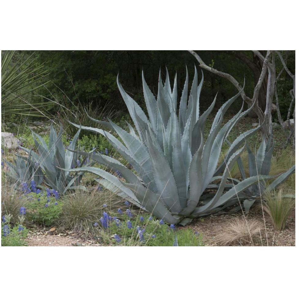 Agave and Bluebonnets at the Lady Bird Johnson Wildflower Center, near Austin, TX-Paper Art-50&quotx34"
