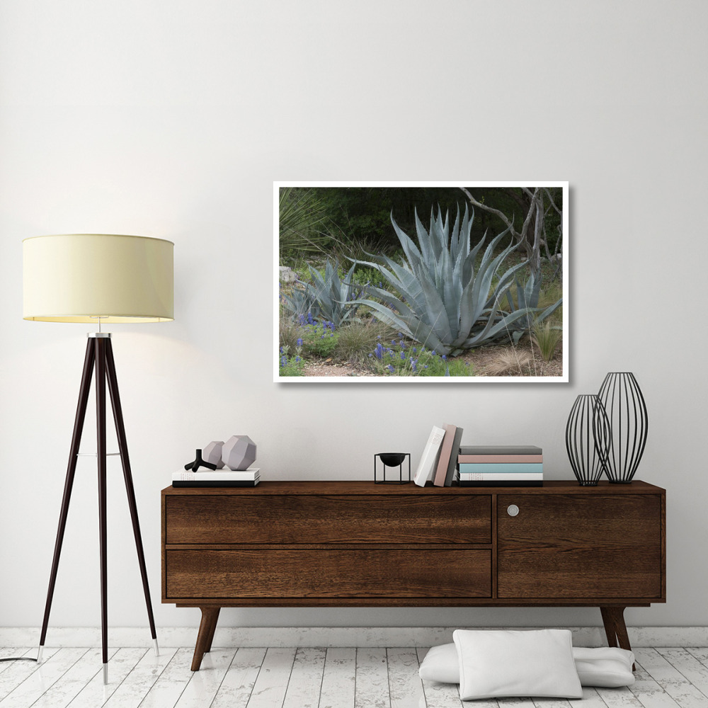 Agave and Bluebonnets at the Lady Bird Johnson Wildflower Center, near Austin, TX-Paper Art-50&quotx34"