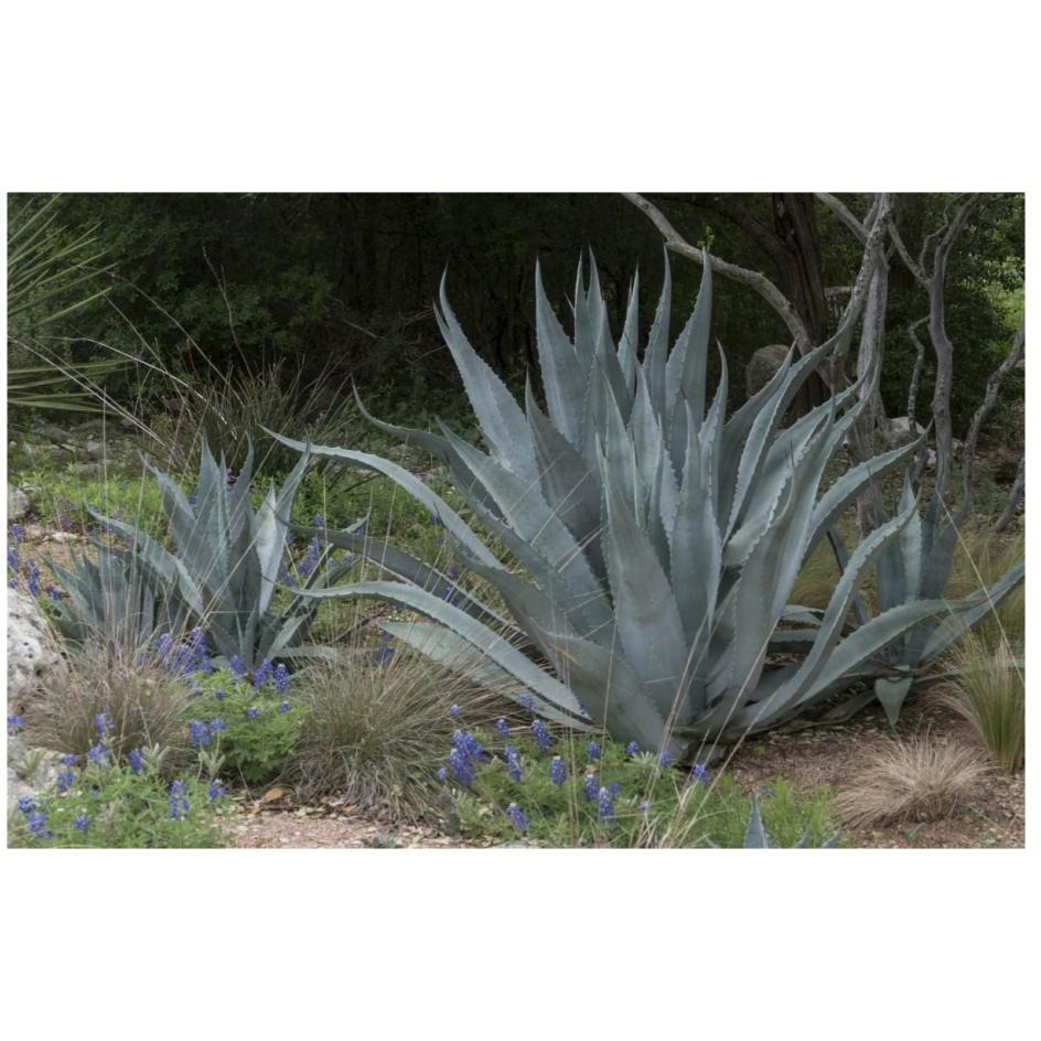 Agave and Bluebonnets at the Lady Bird Johnson Wildflower Center, near Austin, TX-Paper Art-26&quotx18"