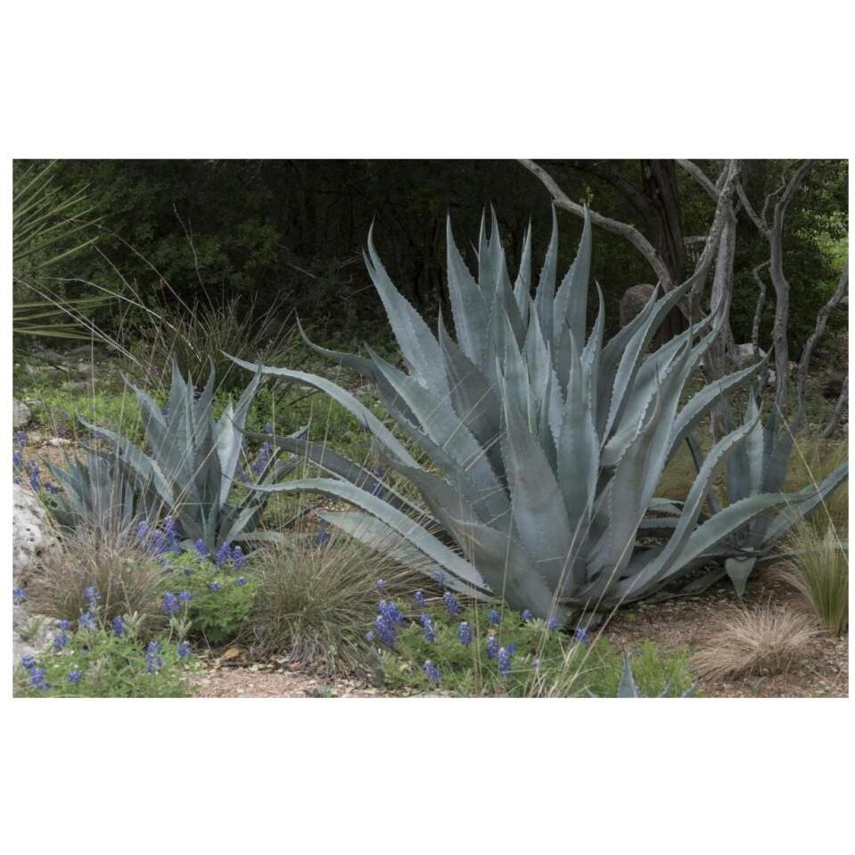 Agave and Bluebonnets at the Lady Bird Johnson Wildflower Center, near Austin, TX-Paper Art-32&quotx22"