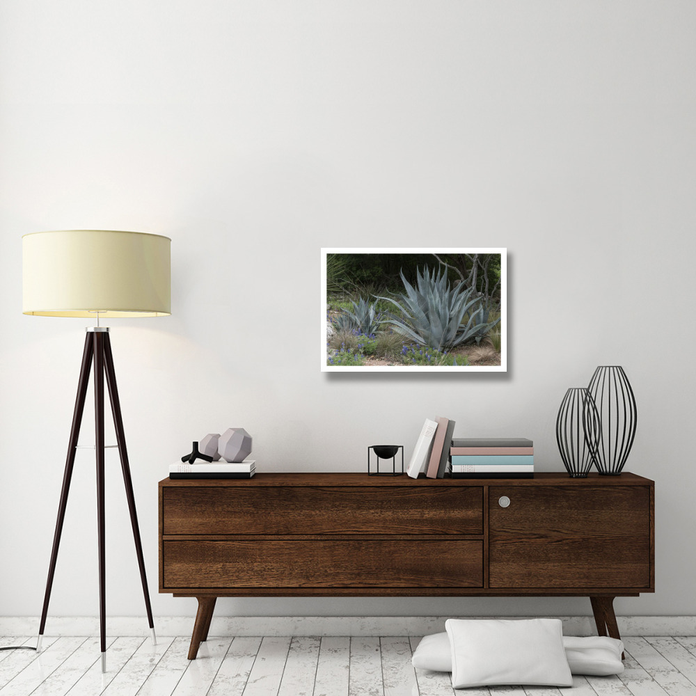 Agave and Bluebonnets at the Lady Bird Johnson Wildflower Center, near Austin, TX-Paper Art-32&quotx22"