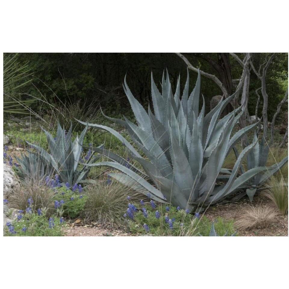 Agave and Bluebonnets at the Lady Bird Johnson Wildflower Center, near Austin, TX-Paper Art-38&quotx26"