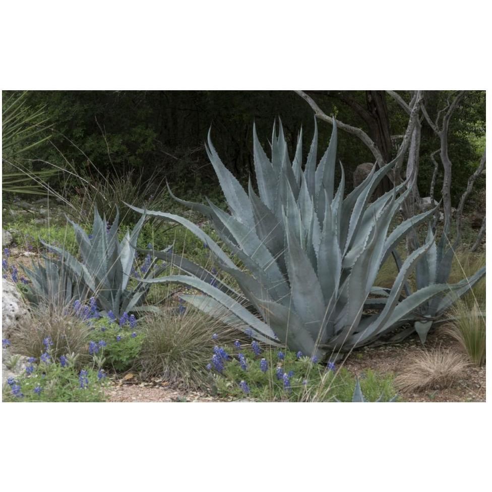 Agave and Bluebonnets at the Lady Bird Johnson Wildflower Center, near Austin, TX-Paper Art-50&quotx34"