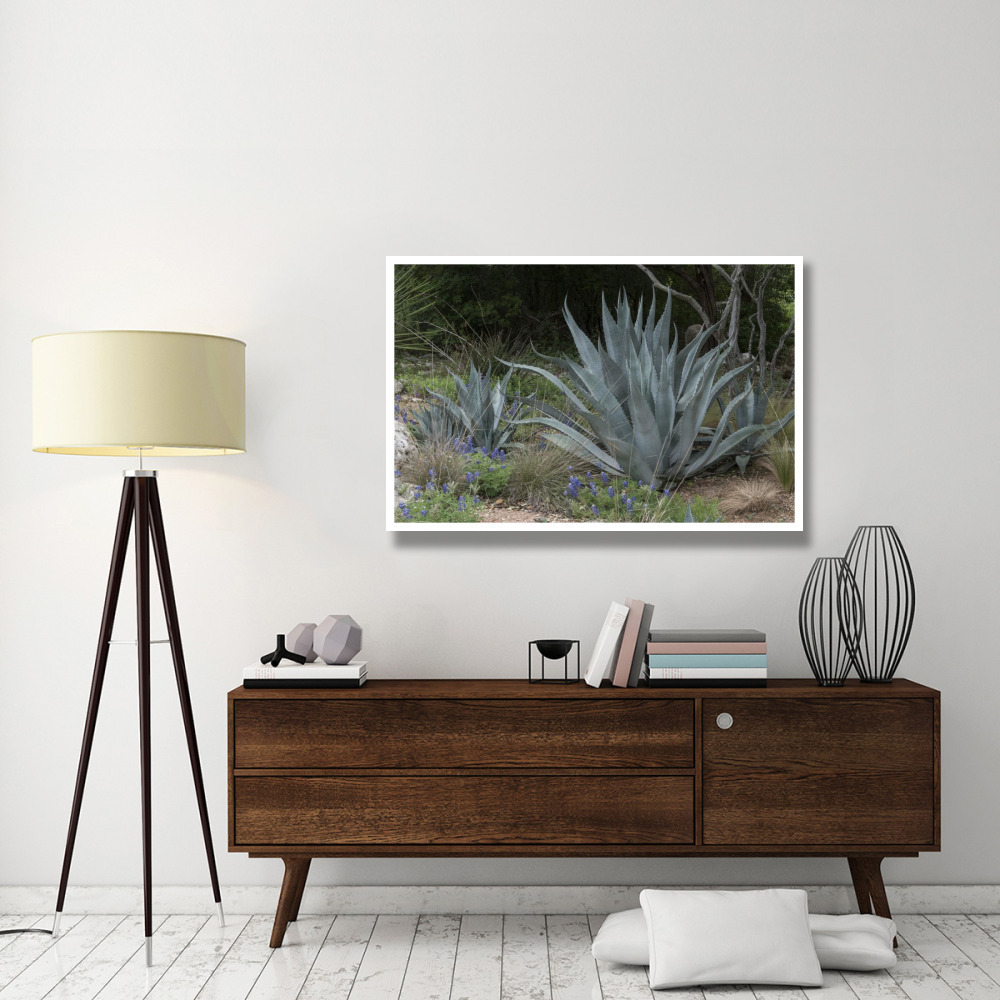Agave and Bluebonnets at the Lady Bird Johnson Wildflower Center, near Austin, TX-Paper Art-50&quotx34"