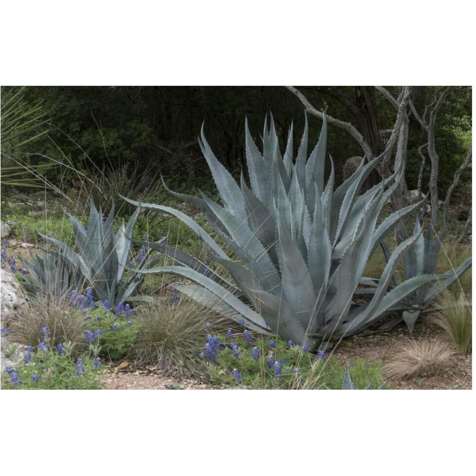 Agave and Bluebonnets at the Lady Bird Johnson Wildflower Center, near Austin, TX-Paper Art-62&quotx42"