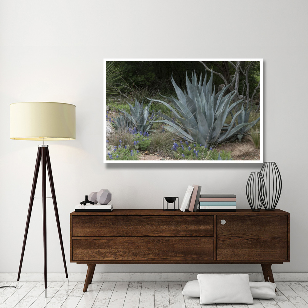 Agave and Bluebonnets at the Lady Bird Johnson Wildflower Center, near Austin, TX-Paper Art-62&quotx42"
