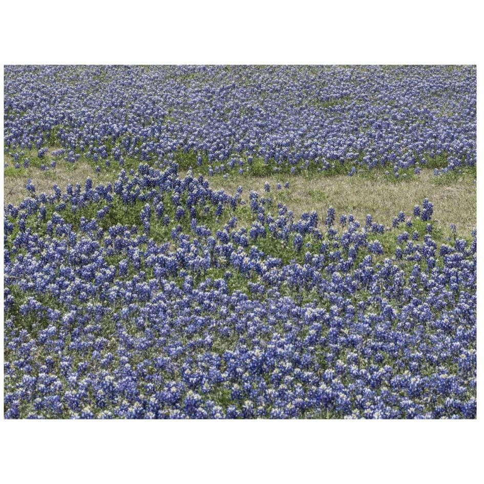 A profusion of Bluebonnets, in a field in Boerne, TX-Paper Art-26&quotx20"