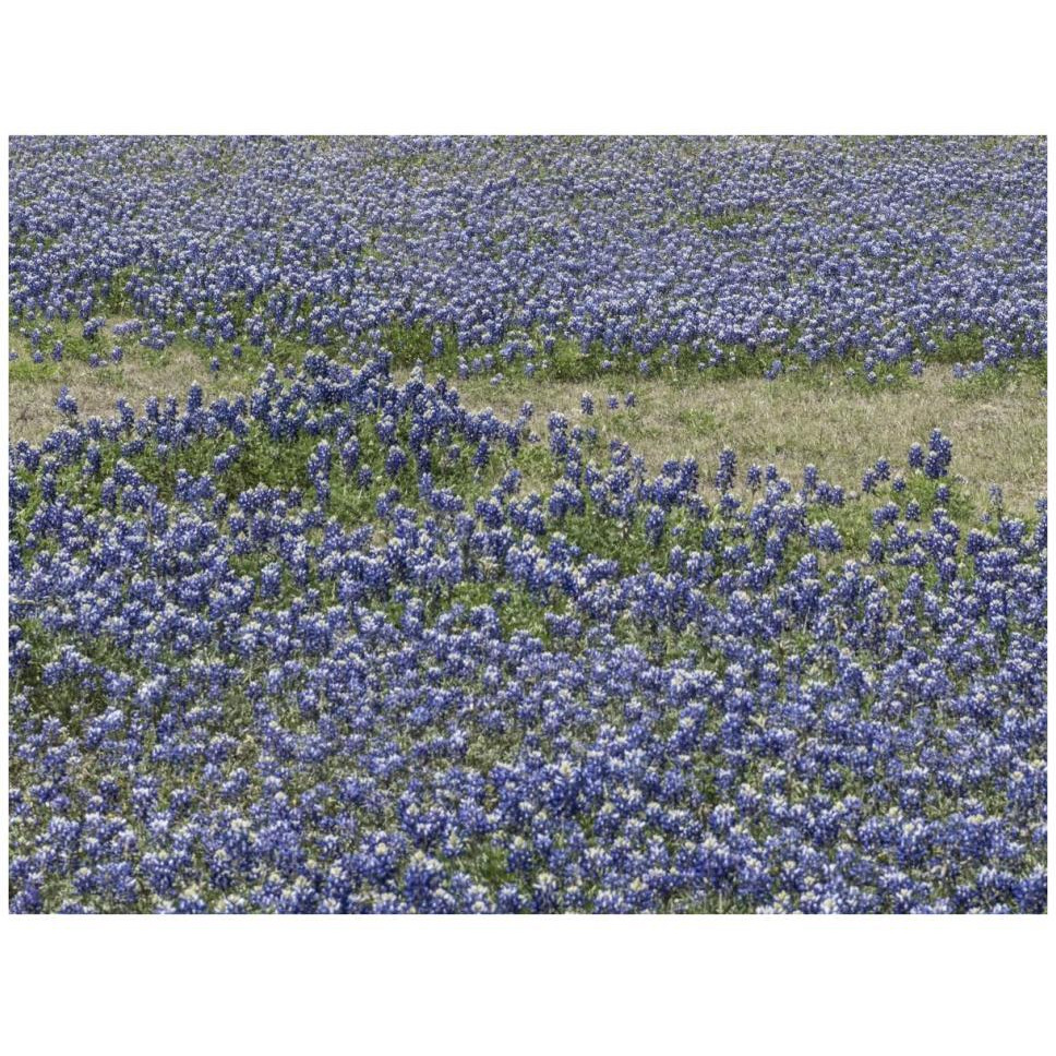 A profusion of Bluebonnets, in a field in Boerne, TX-Paper Art-42&quotx32"