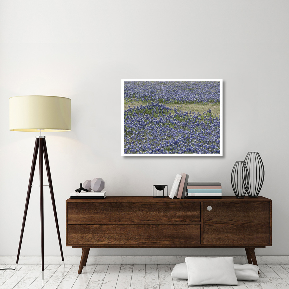 A profusion of Bluebonnets, in a field in Boerne, TX-Paper Art-42&quotx32"