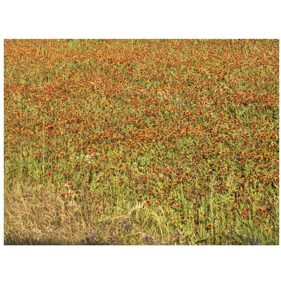 A field of wildflowers near the town of Tenton in Fannin County, TX, 2014-Paper Art-18&quotx14"