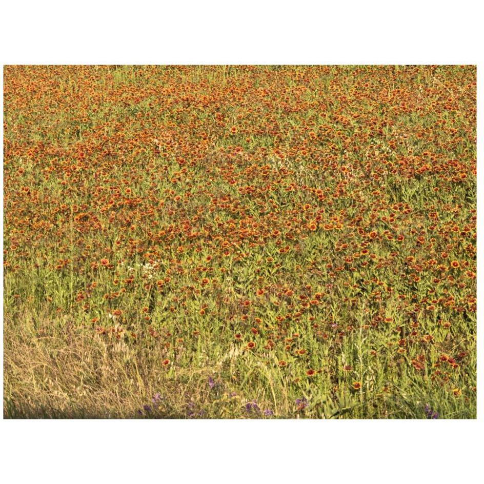 A field of wildflowers near the town of Tenton in Fannin County, TX, 2014-Paper Art-26&quotx20"