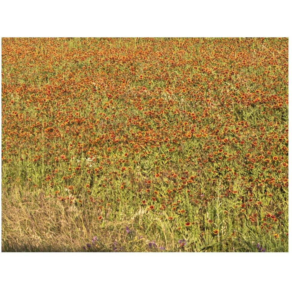 A field of wildflowers near the town of Tenton in Fannin County, TX, 2014-Paper Art-50&quotx38"