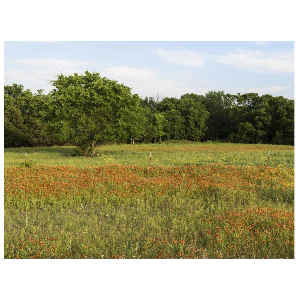 A field of wildflowers near the town of Trenton in Fannin County in Northeast Texas-Paper Art-18&quotx14"