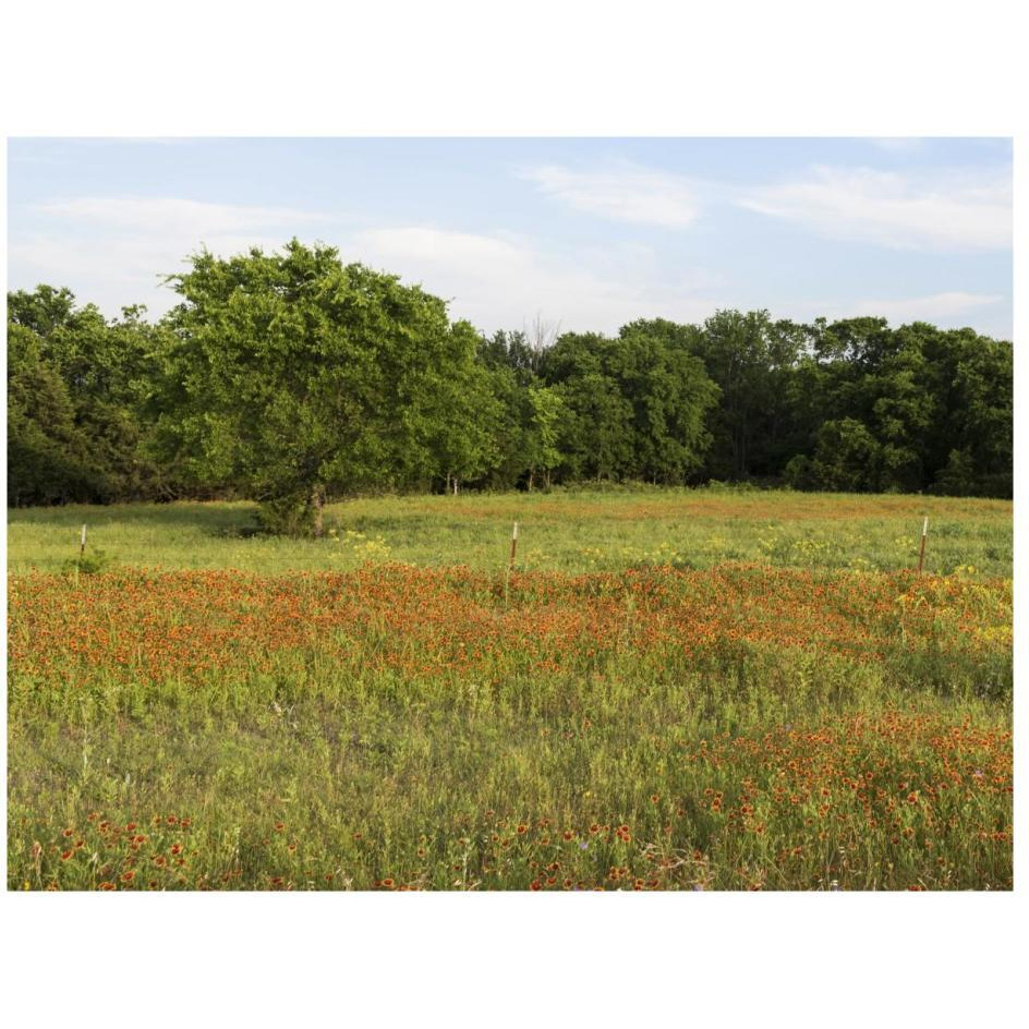 A field of wildflowers near the town of Trenton in Fannin County in Northeast Texas-Paper Art-26&quotx20"