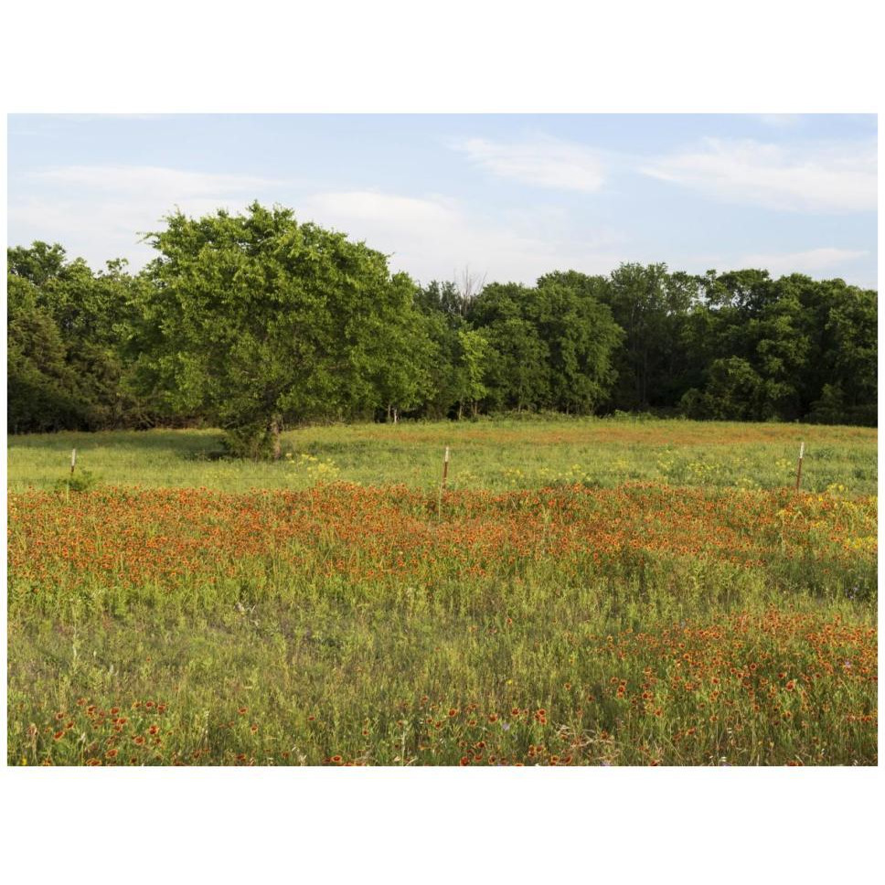 A field of wildflowers near the town of Trenton in Fannin County in Northeast Texas-Paper Art-42&quotx32"