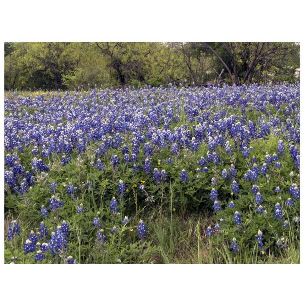 A pretty field of bluebonnets near Marble Falls, TX-Paper Art-34&quotx26"