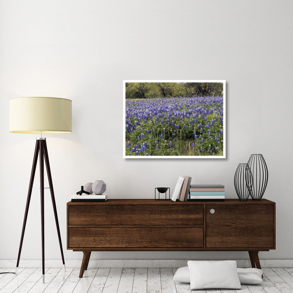A pretty field of bluebonnets near Marble Falls, TX-Paper Art-42&quotx32"